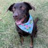 Dog Bandana Flamingo - Image 5