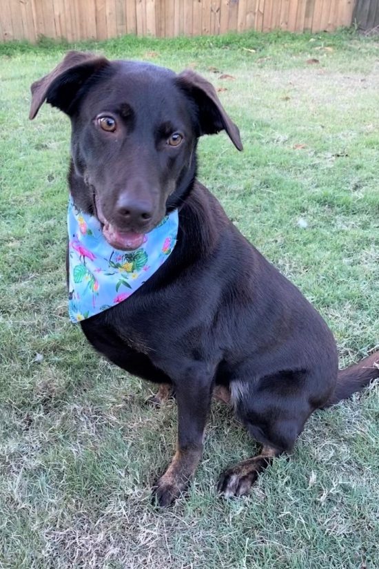 Dog Bandana Flamingo