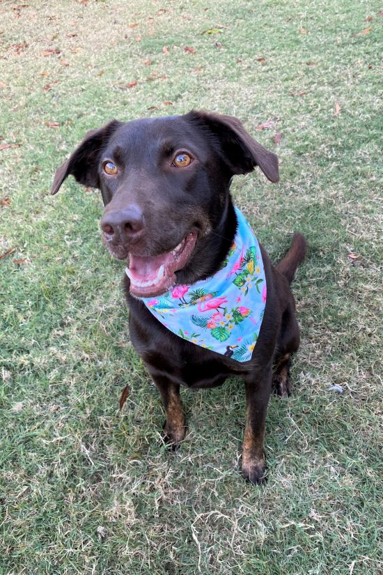Dog Bandana Flamingo - Image 5