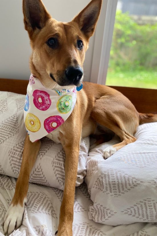 Dog Bandana Donuts - Image 5