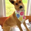 Dog Bandana Donuts