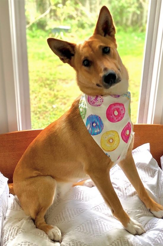 Dog Bandana Donuts
